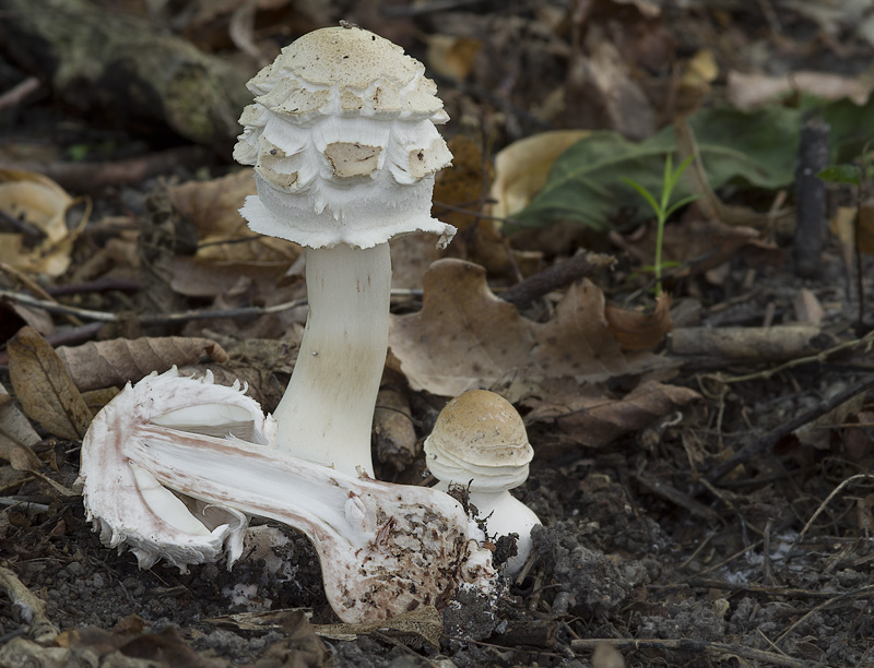 Chlorophyllum rachodes